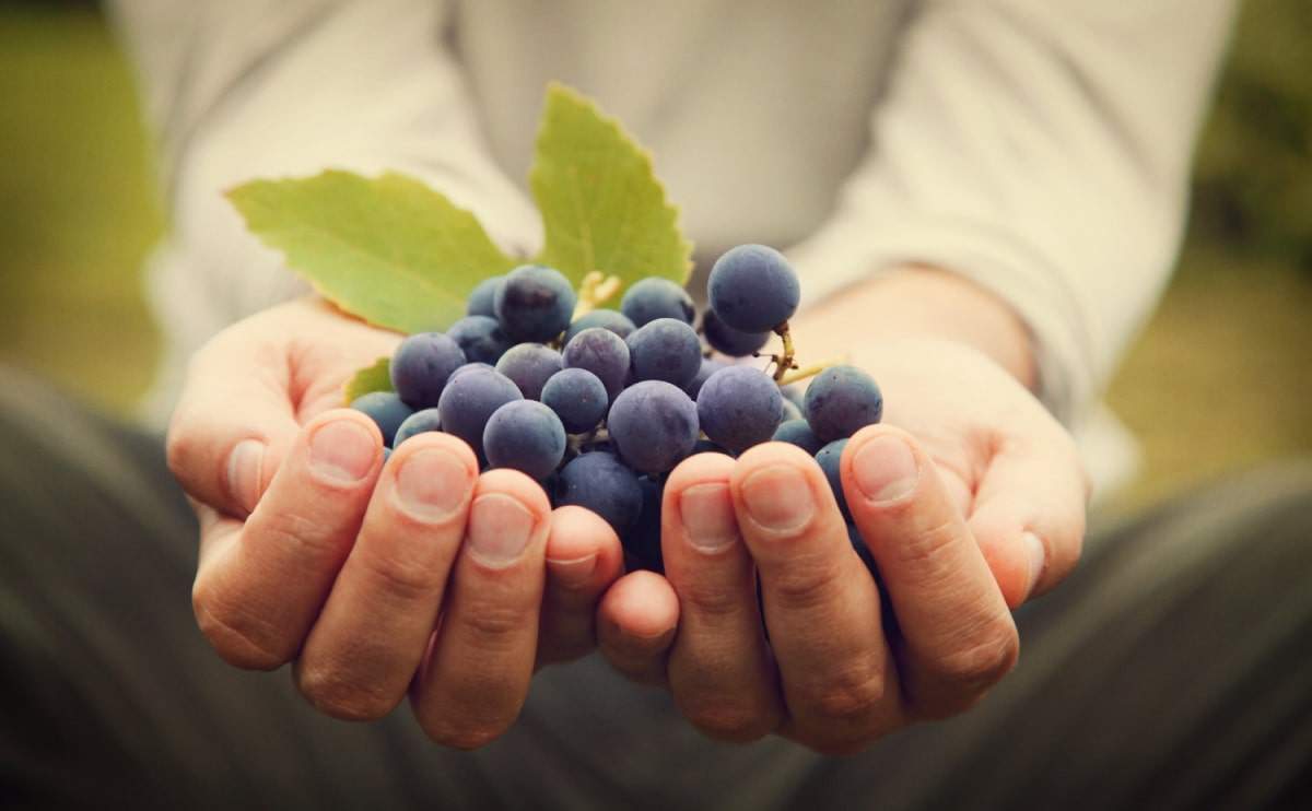 Hand hält frische Weintrauben mit Blatt – Weinberg, labonavida