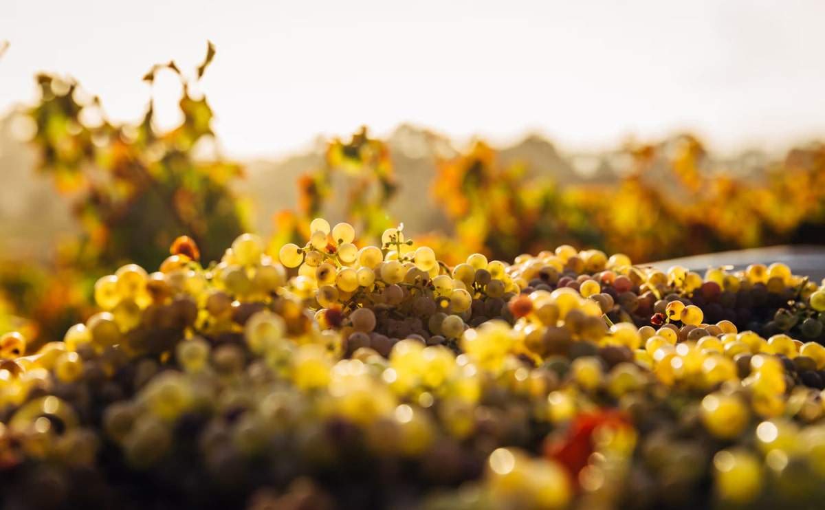Frisch geerntete weiße Trauben bei der Weinlese in Empordà – La Bona Vida